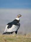 Female Andean condor in Patagonia. Chile, Magallanes. Art Print